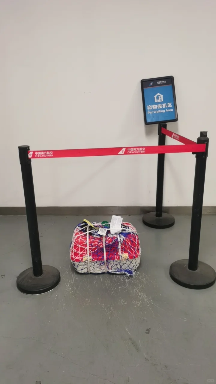 大兴机场宠物托运全过程 小兔坐飞机