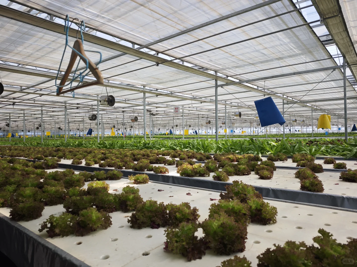 京东植物工厂参观：科技农业的硬核体验?