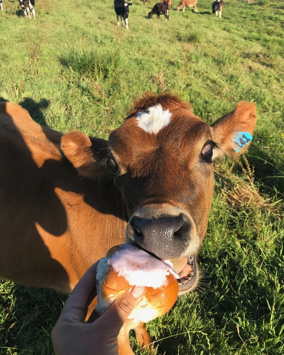 一群可爱的小牛牛?们的日常生活！