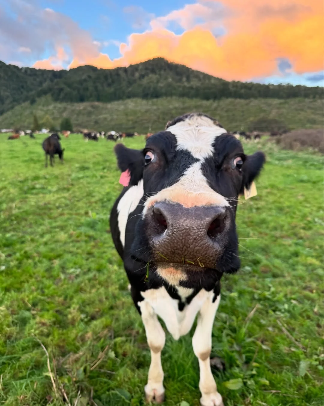 一群可爱的小牛牛?们的日常生活！