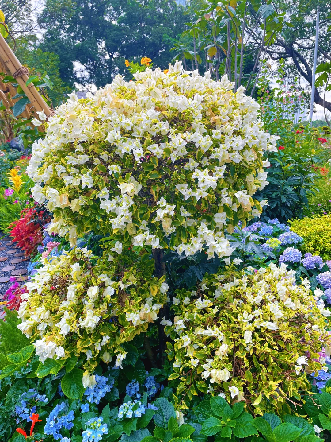 暴走2h‼️打卡园博会?