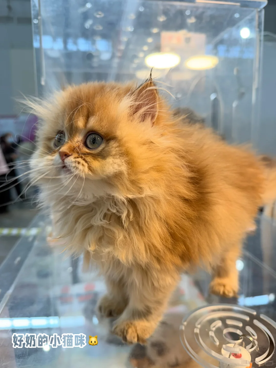 ?武汉潮宠展终极攻略！铲屎官必冲的华中顶