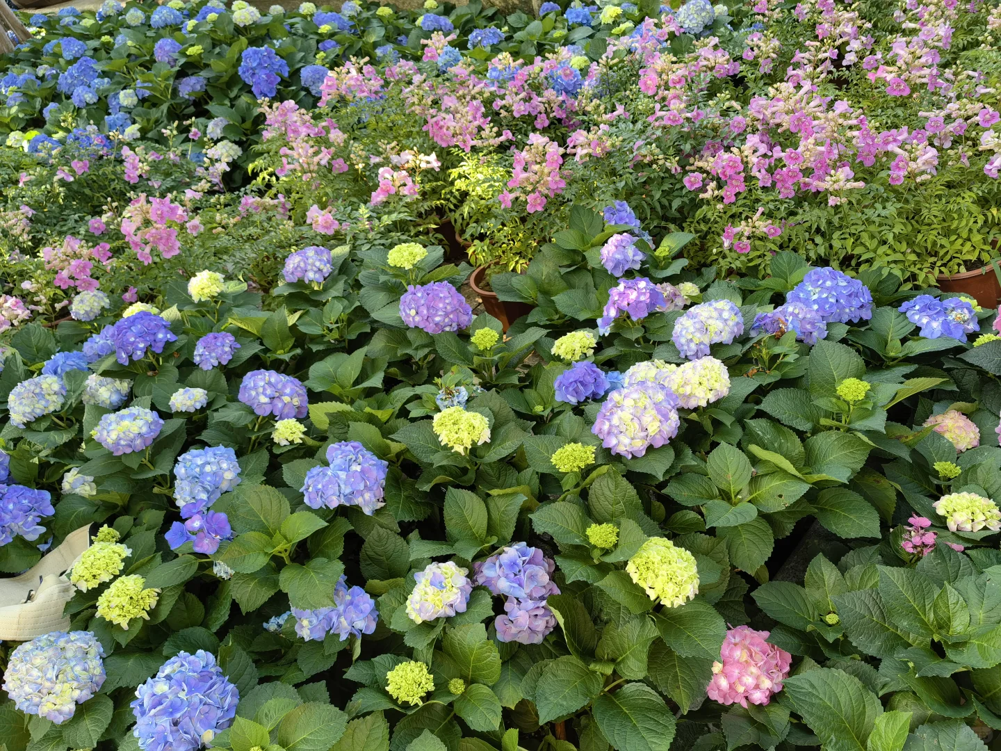 广州园博会真的太美啦！?