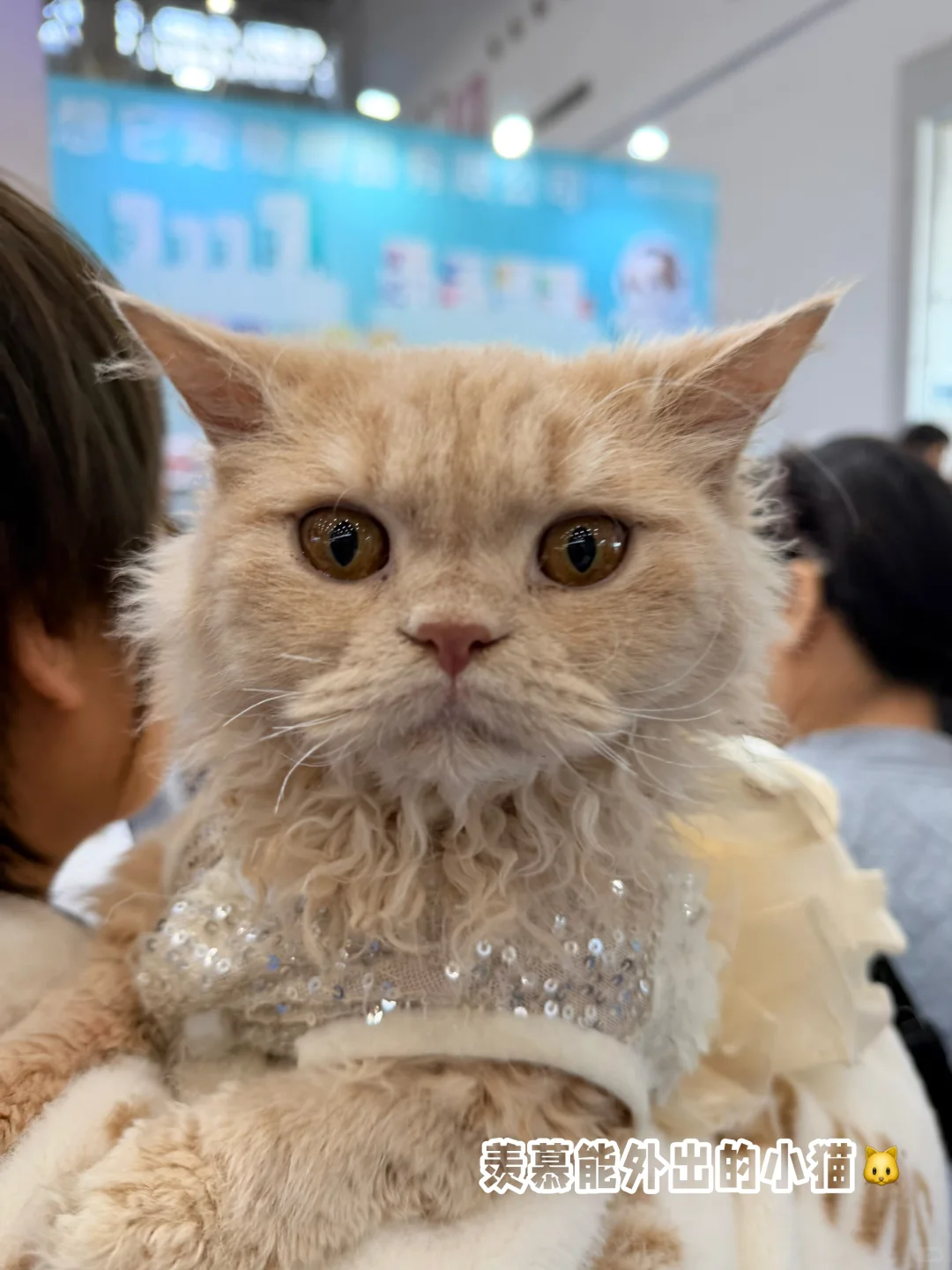 ?武汉潮宠展终极攻略！铲屎官必冲的华中顶