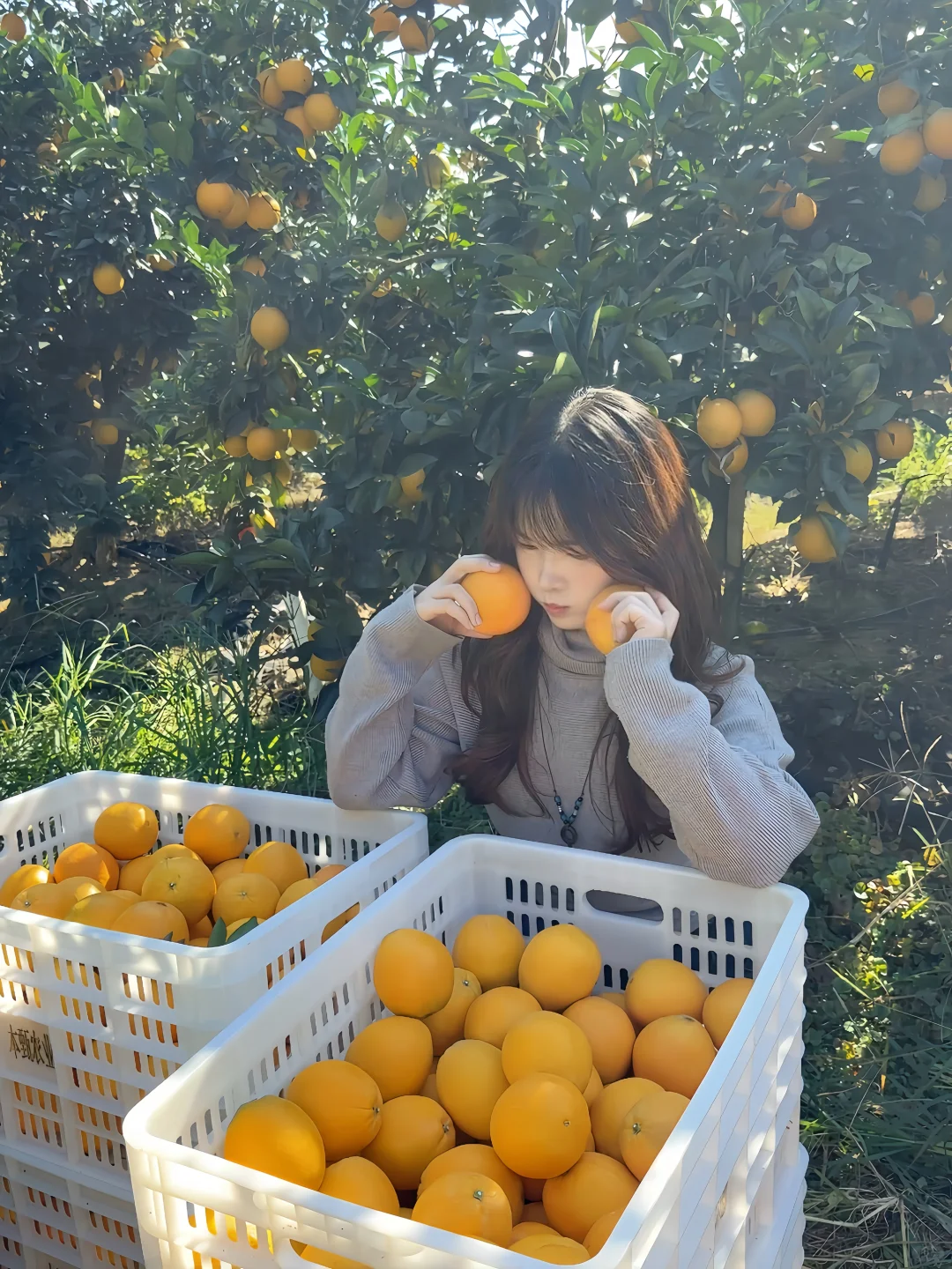 赣州这里！好多人好热闹~脐橙节?