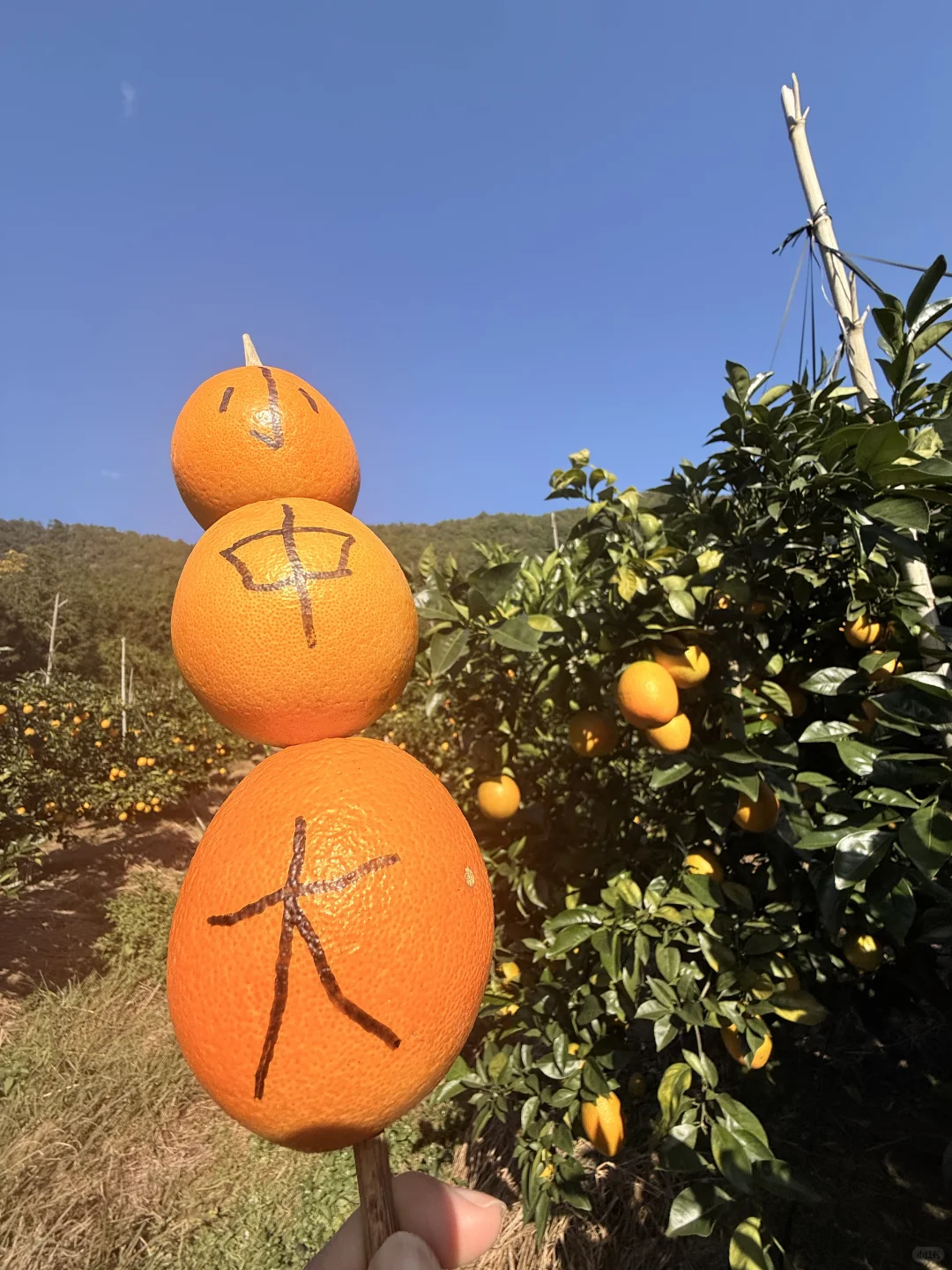 赣州这里！好多人好热闹~脐橙节?