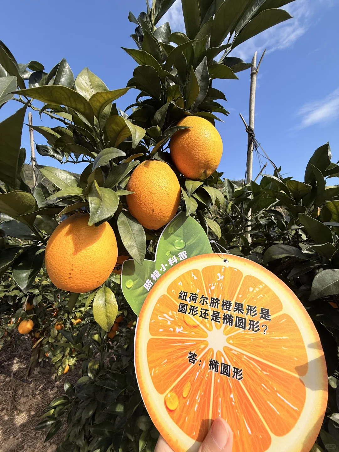 赣州这里！好多人好热闹~脐橙节?