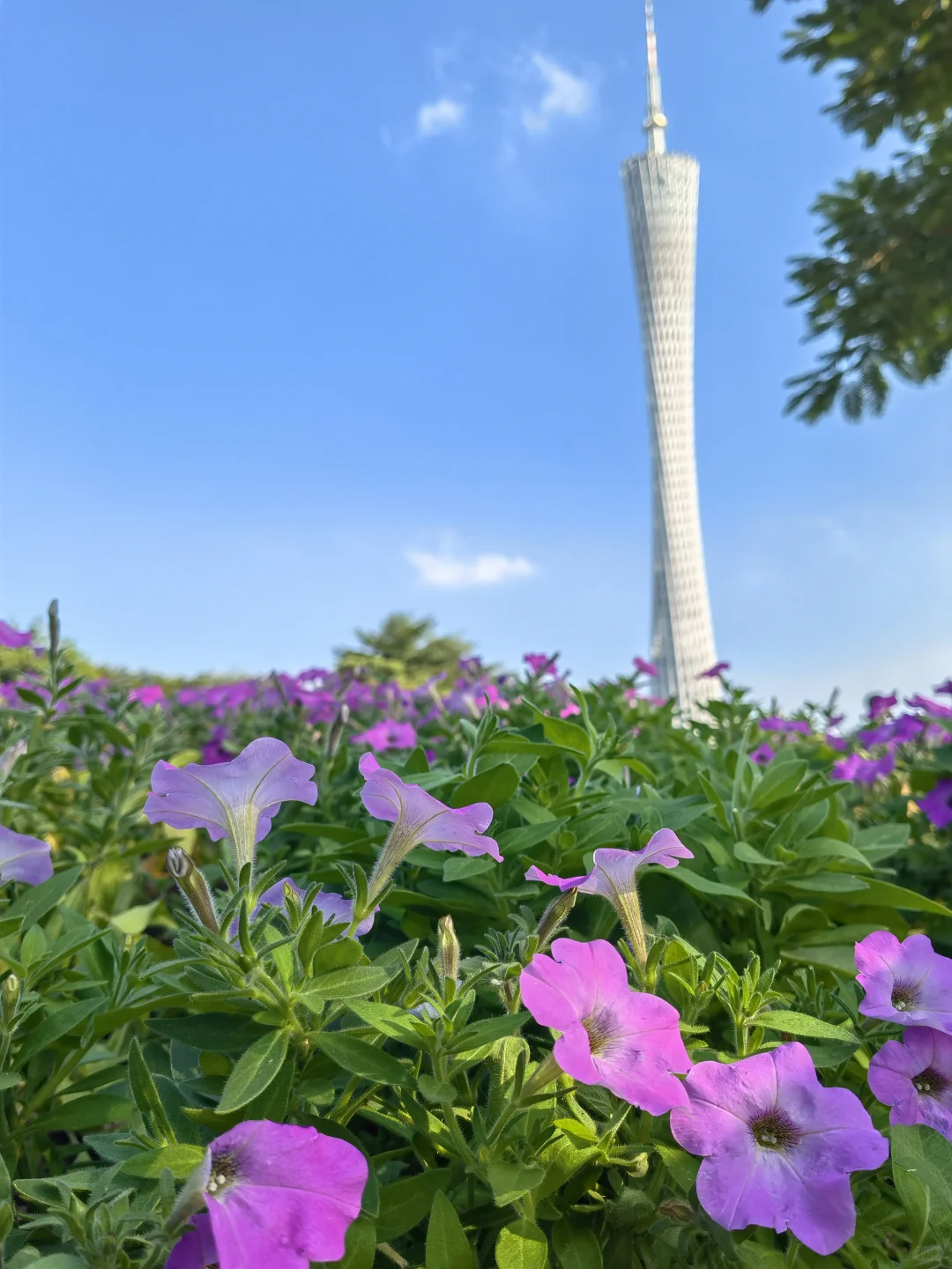 广州园博会真的太美啦！?