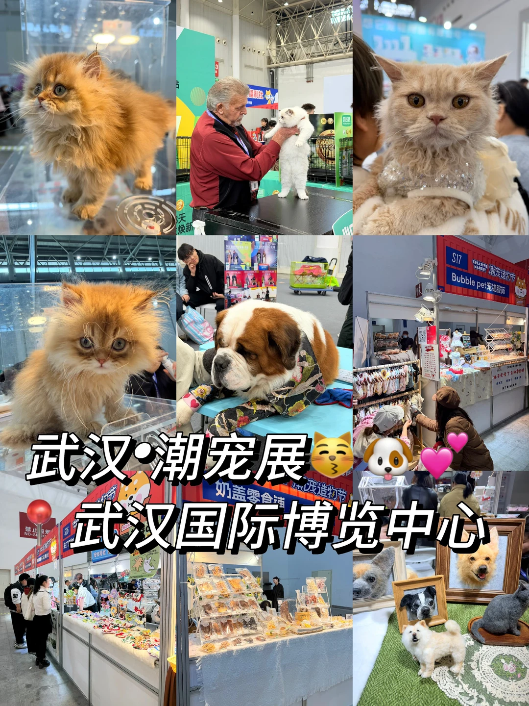 ?武汉潮宠展终极攻略！铲屎官必冲的华中顶