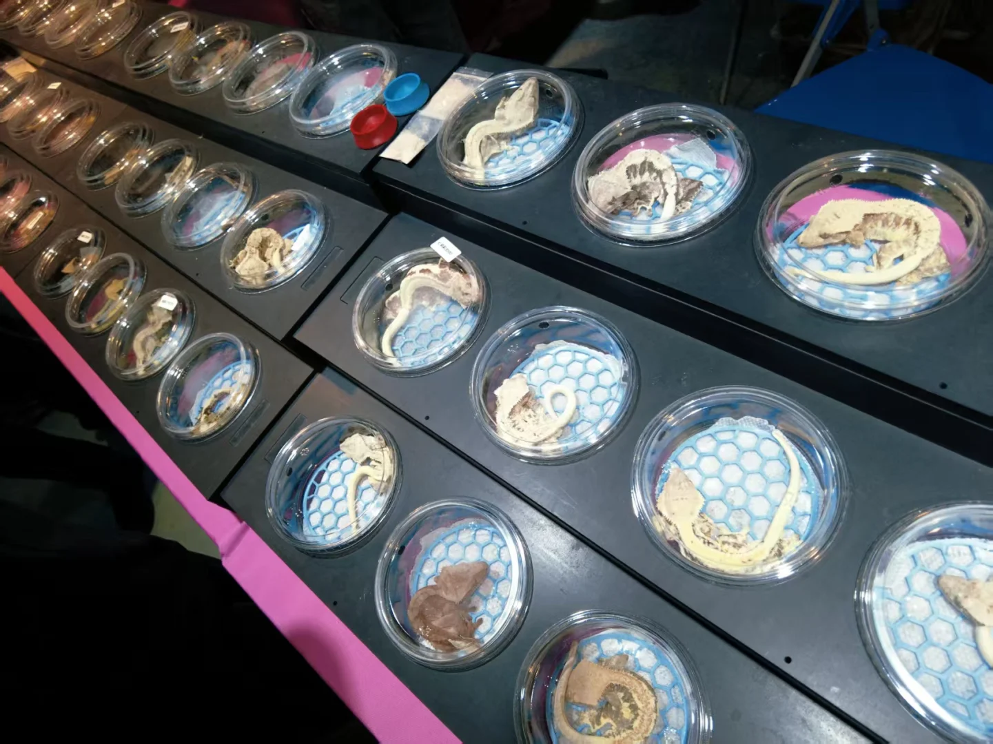 ?义乌国际宠物用品展大揭秘!萌宠盛宴or羊