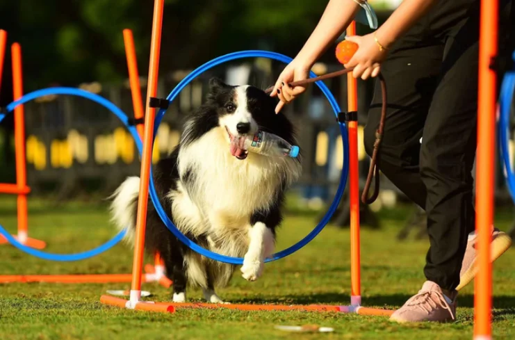 2025长三角苏州宠展倒计时7天⏳