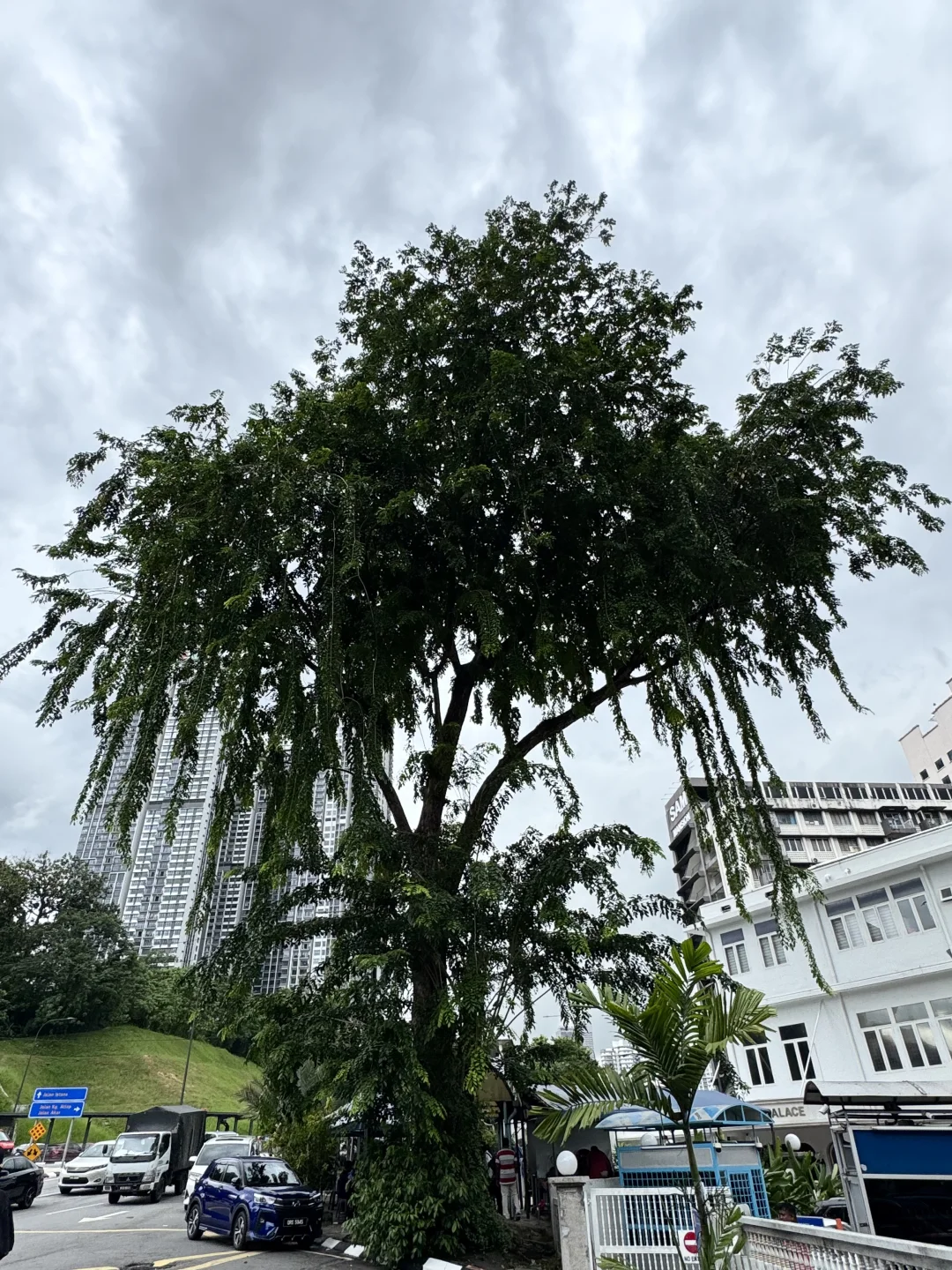 FEVER DOG｜吉隆坡布展日大暴雨?️