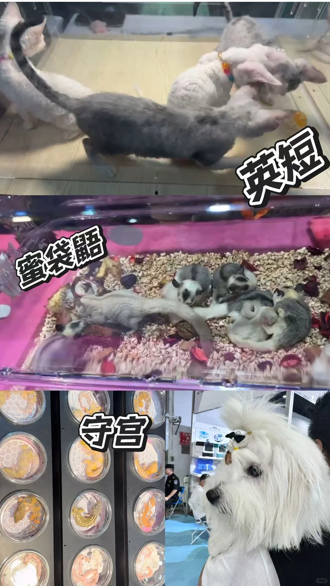 ?宠物展最后1天！萌力全开倒计时✨