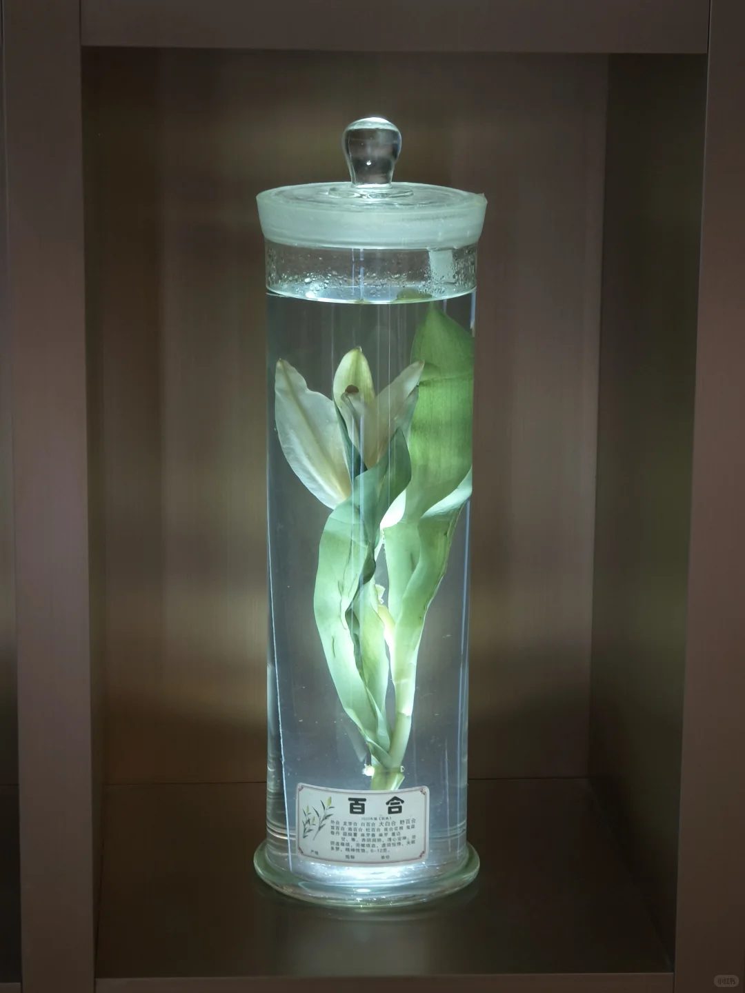 养生党必看！创喜燕窝，古方+科技双buff