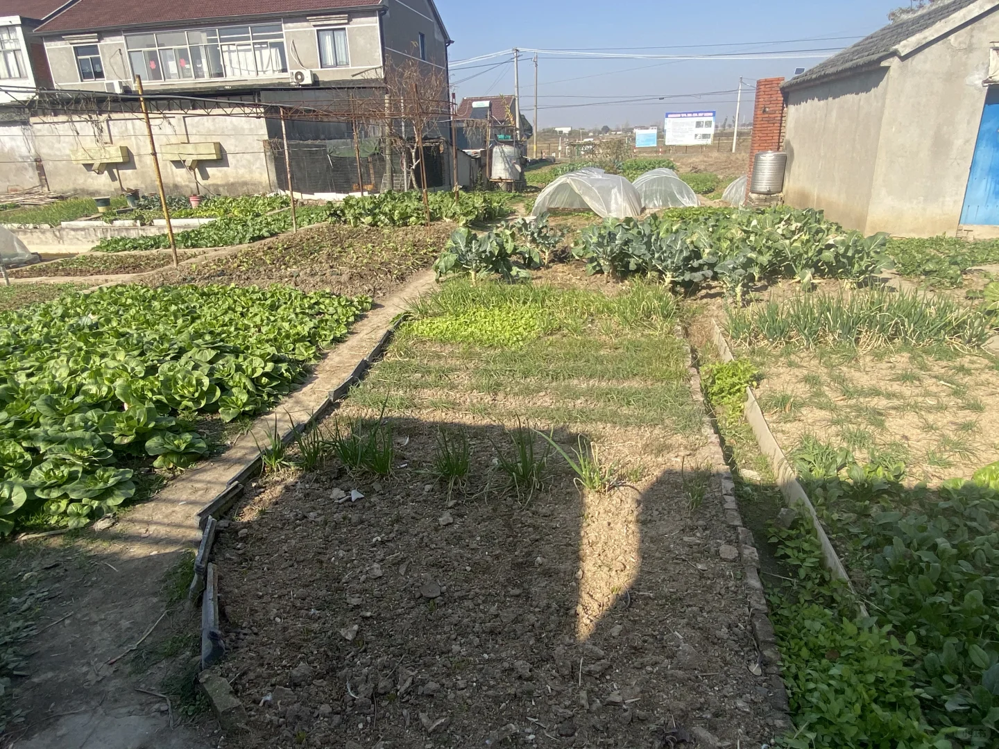 自家农村无农药蔬菜?