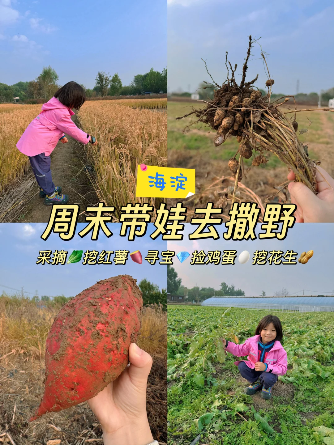 海淀竟然有这么好玩的小农场?被惊艳到了