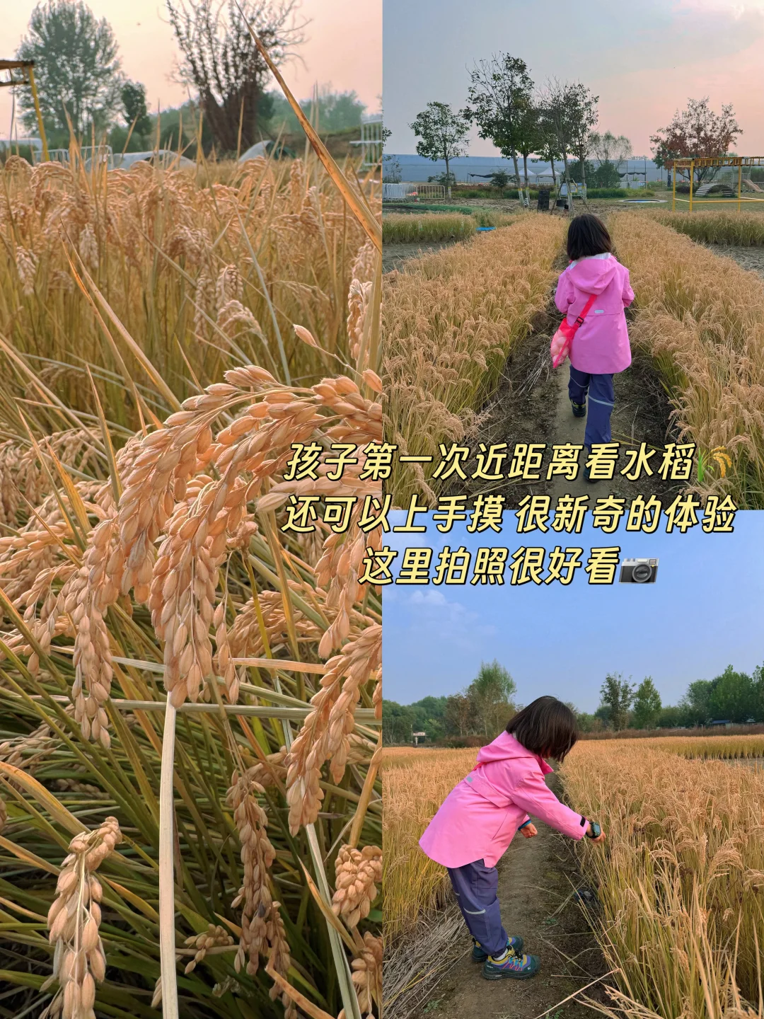 海淀竟然有这么好玩的小农场?被惊艳到了