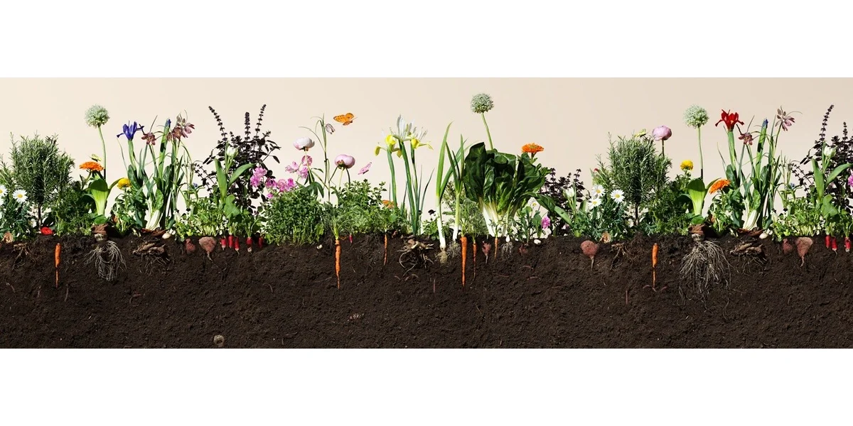 植物修复·植物降解·植物生态吸附·18P