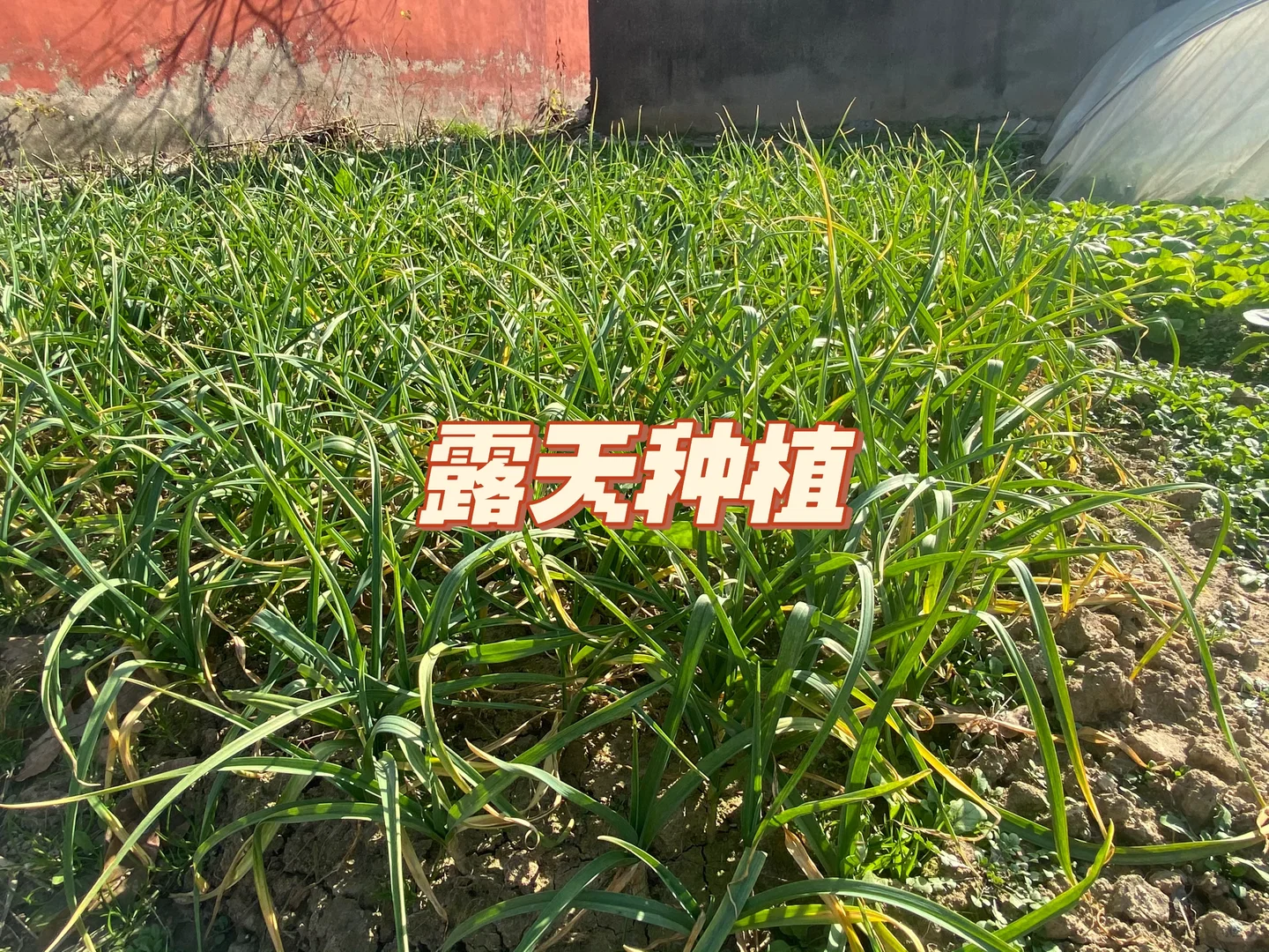 自家农村无农药蔬菜?