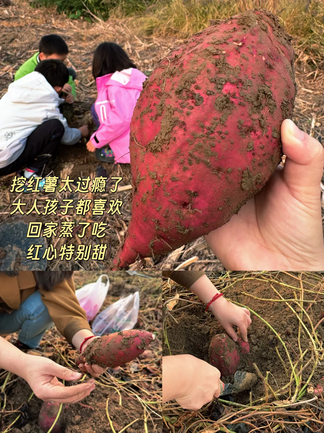 海淀竟然有这么好玩的小农场?被惊艳到了