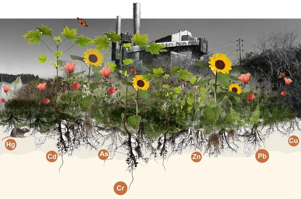 植物修复·植物降解·植物生态吸附·18P