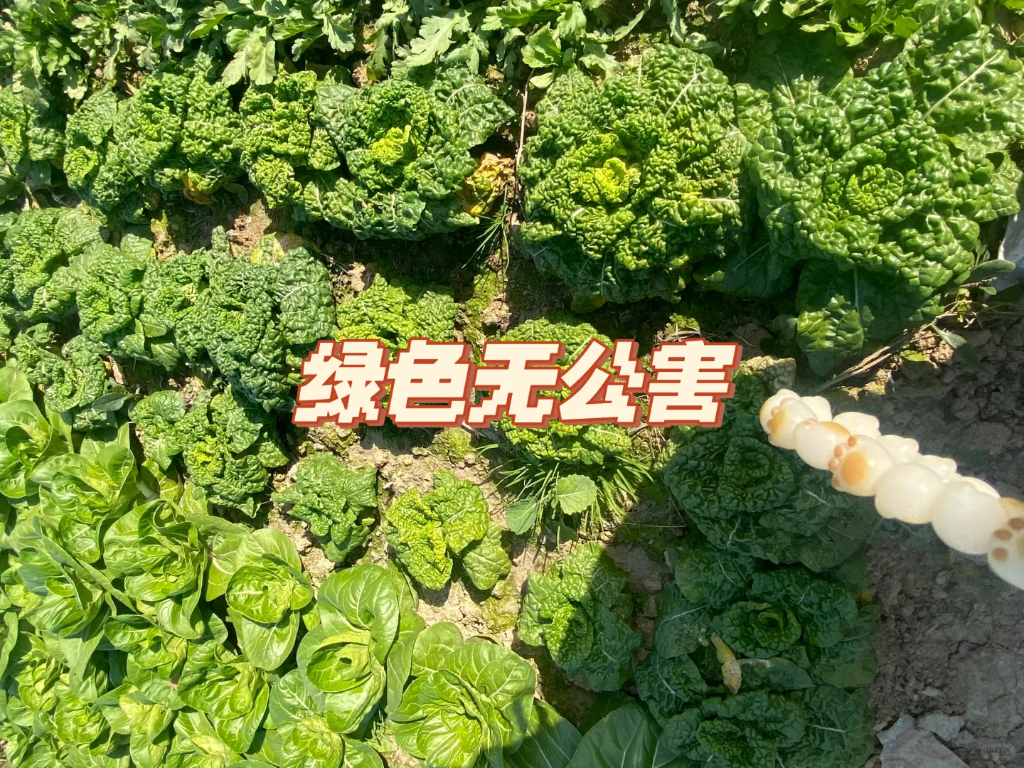 自家农村无农药蔬菜?