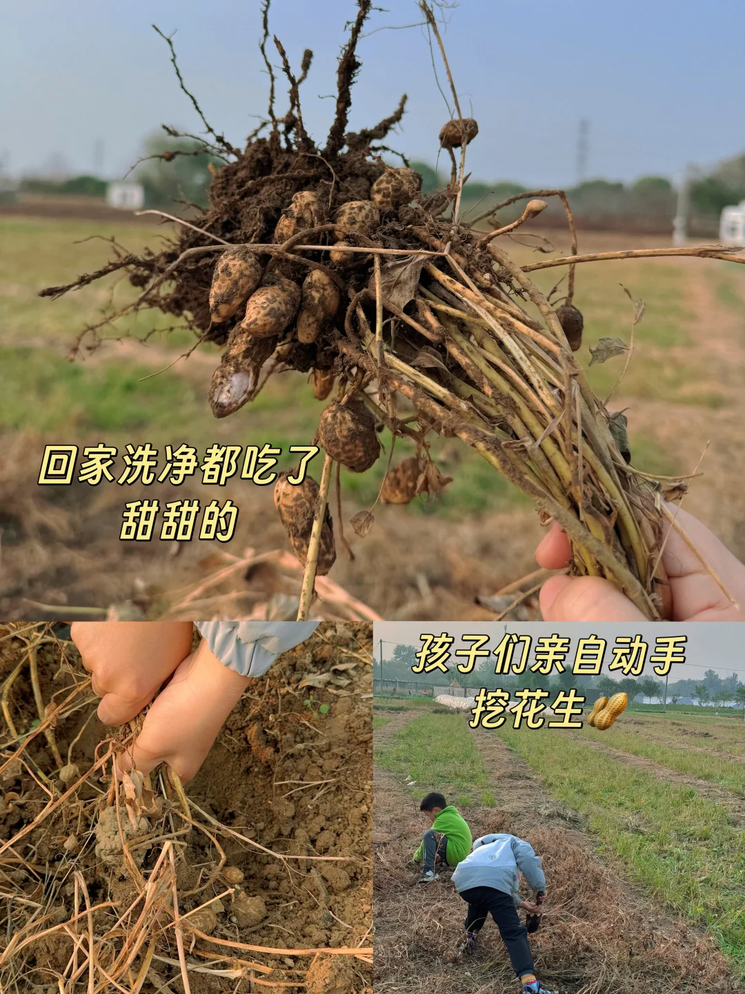 海淀竟然有这么好玩的小农场?被惊艳到了