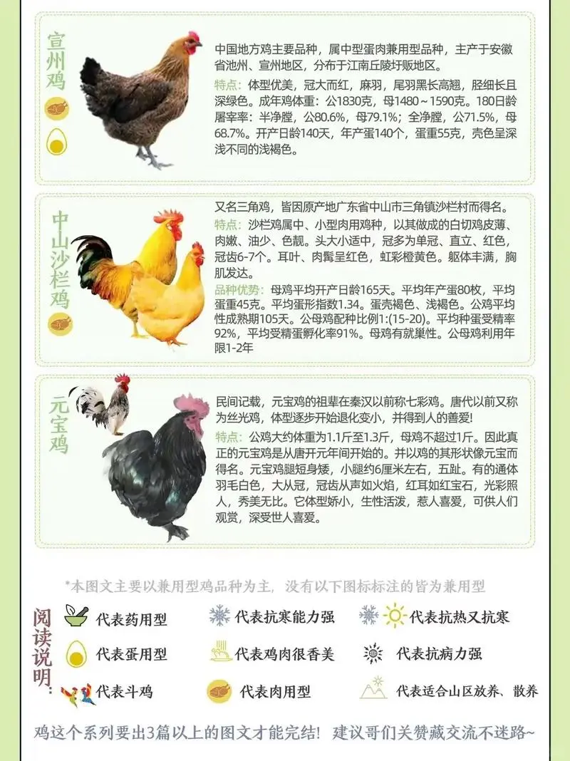 鸡种图鉴三:不止是美味,更是基因库