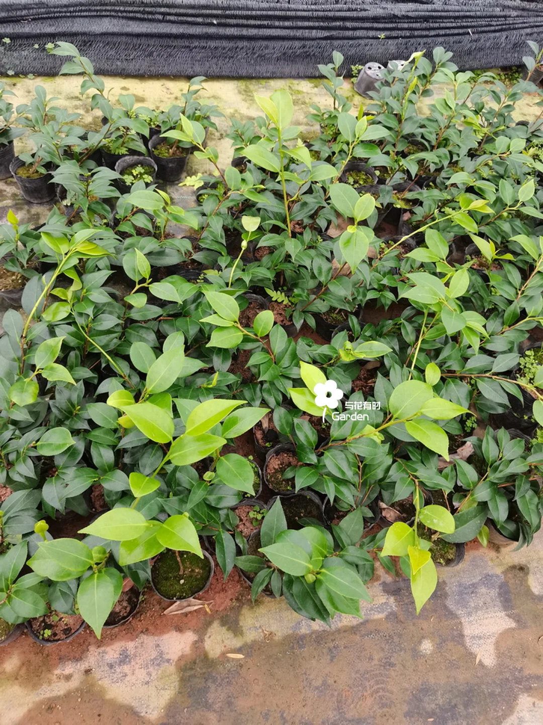 绞初岚日本山茶花苗情实拍/25.08