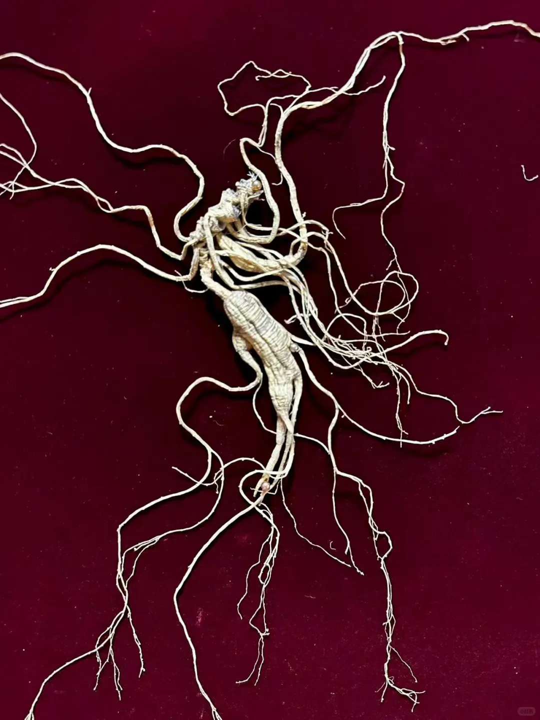 这种货知道为什么给特等证吗？高端局