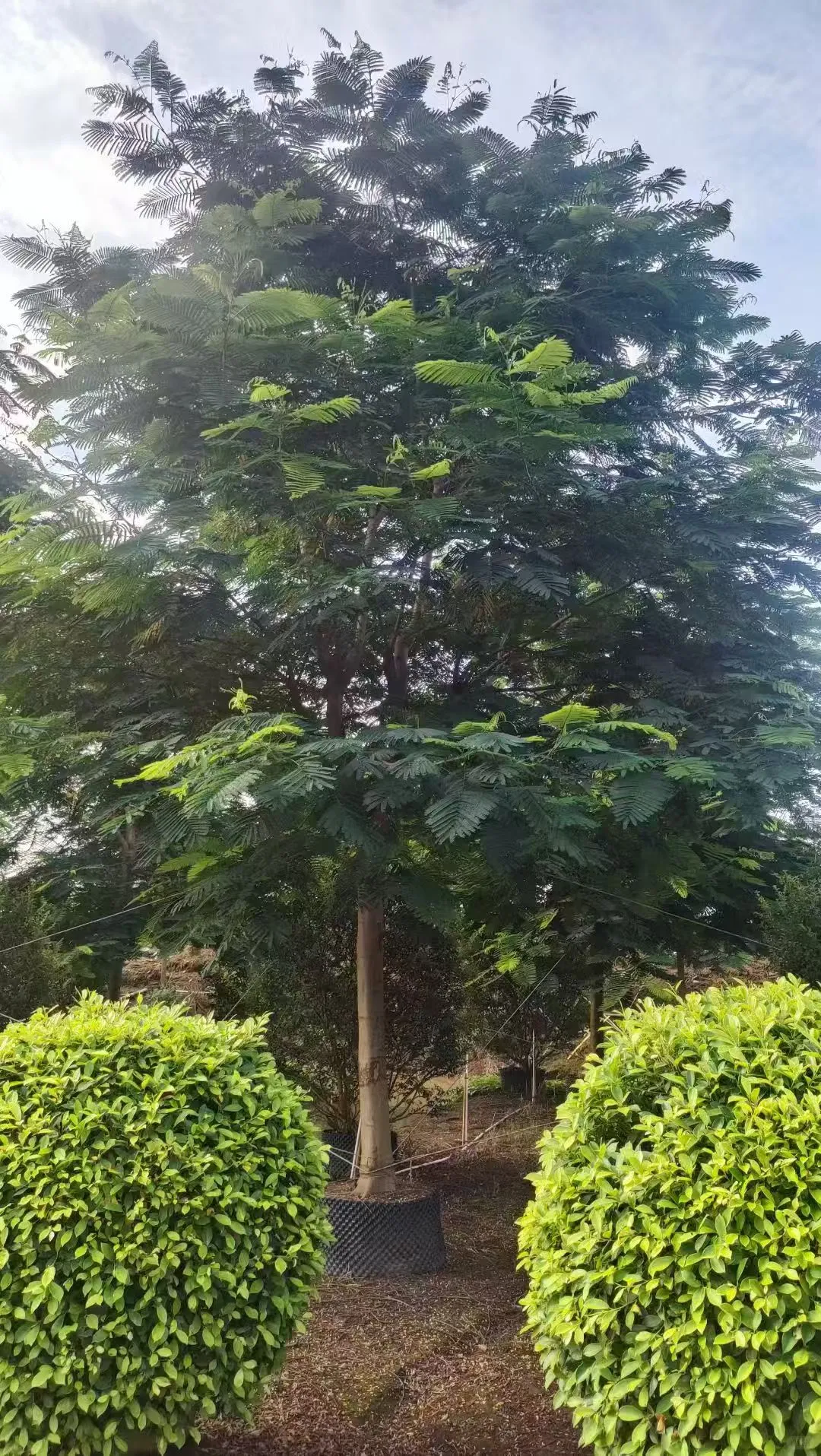 凤凰木