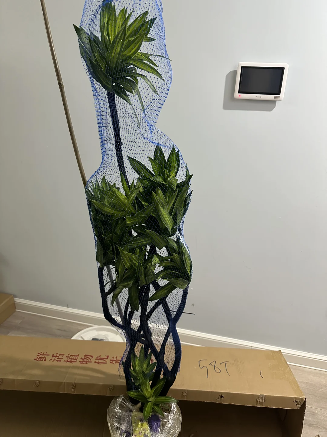 百合竹