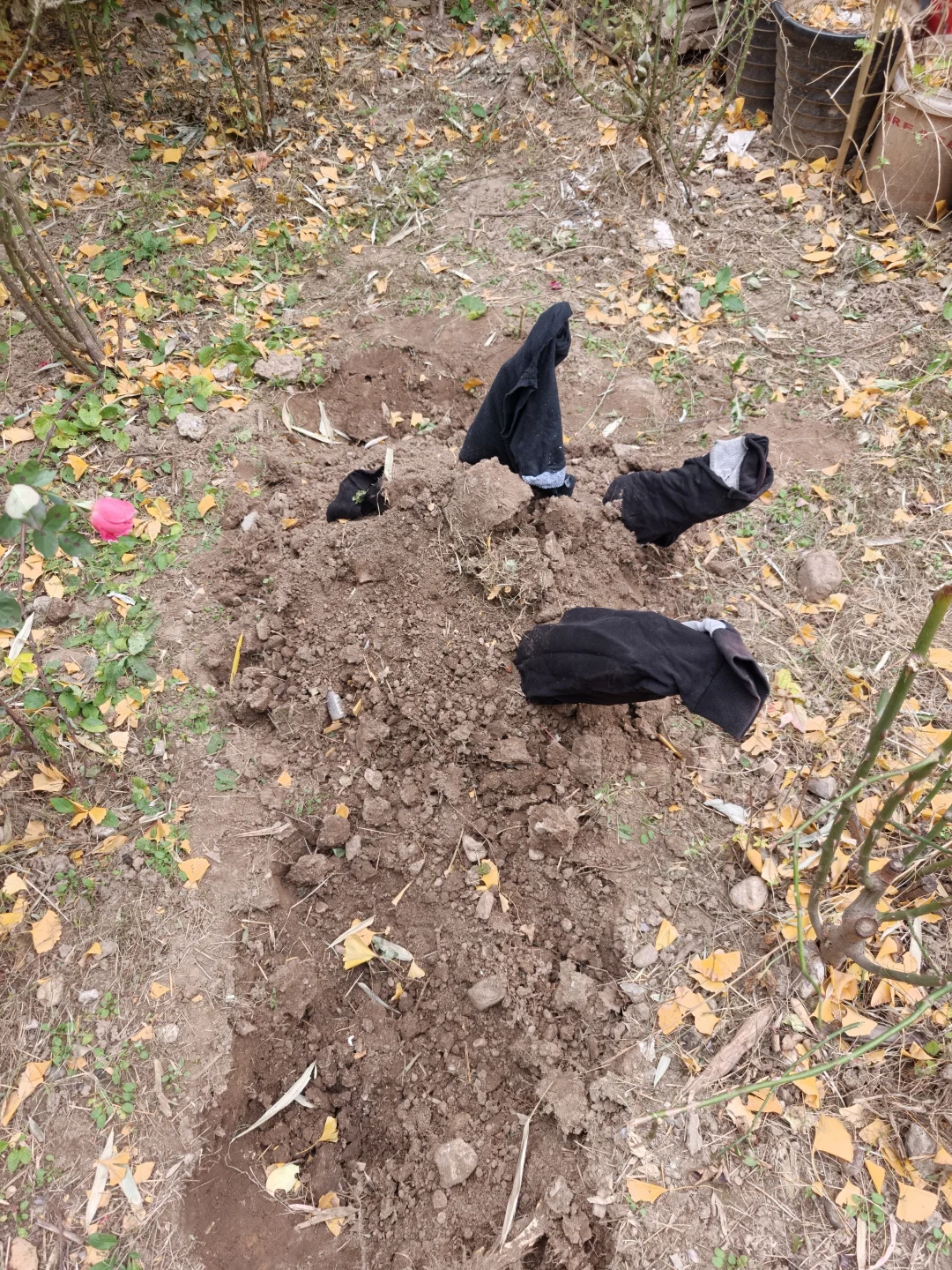 活宝老妈又一力作 地栽苗木冬季保暖