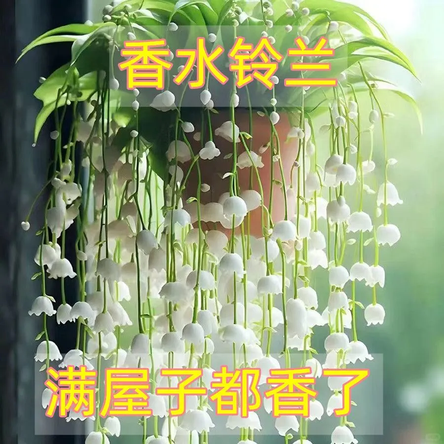 ?铃兰 | 世间最纯洁的白色小花