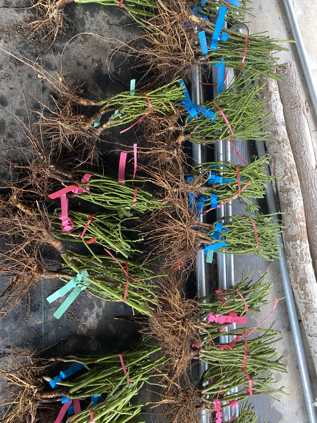 地栽裸根大苗