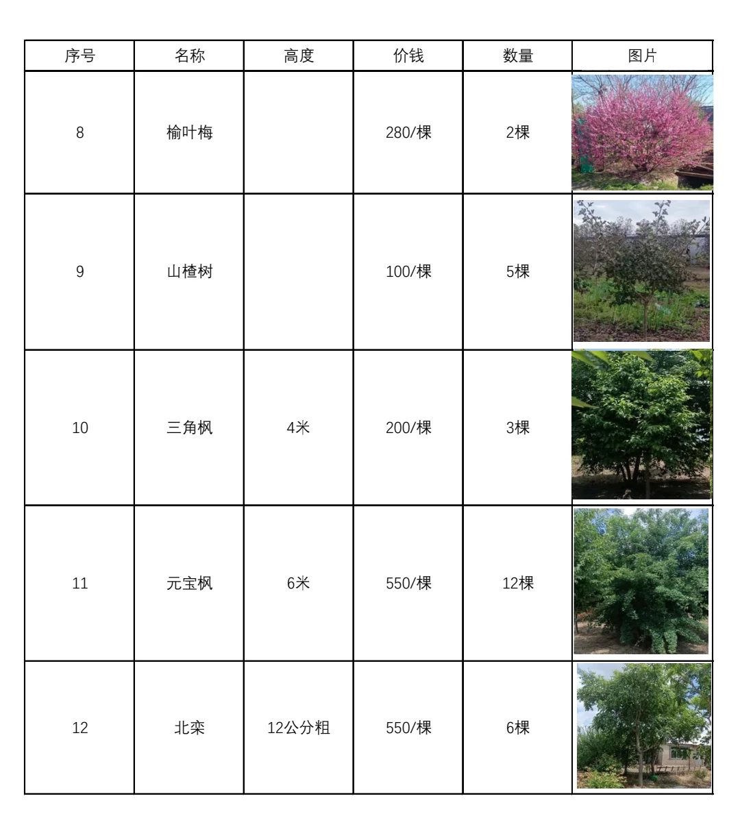 沈阳树苗便宜
