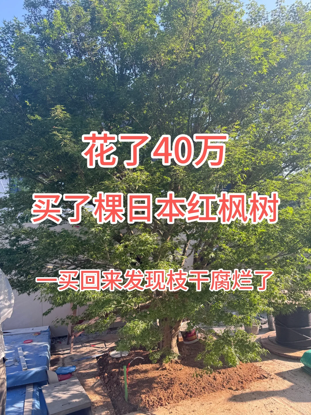 花了40万从日本买了一颗羽毛红枫树