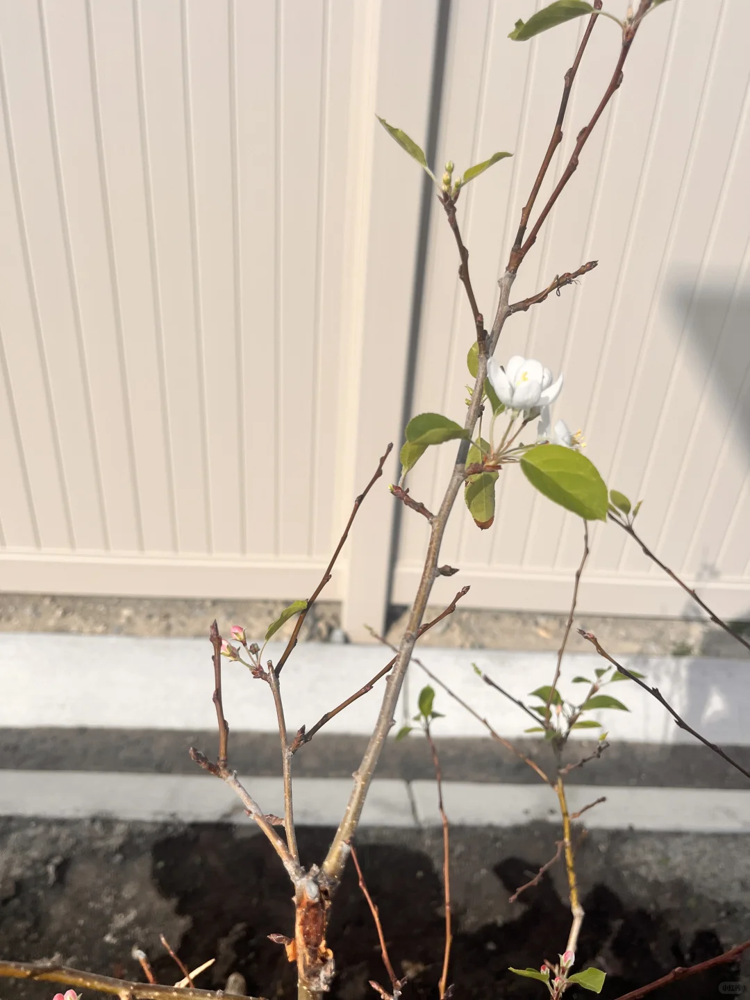 种树