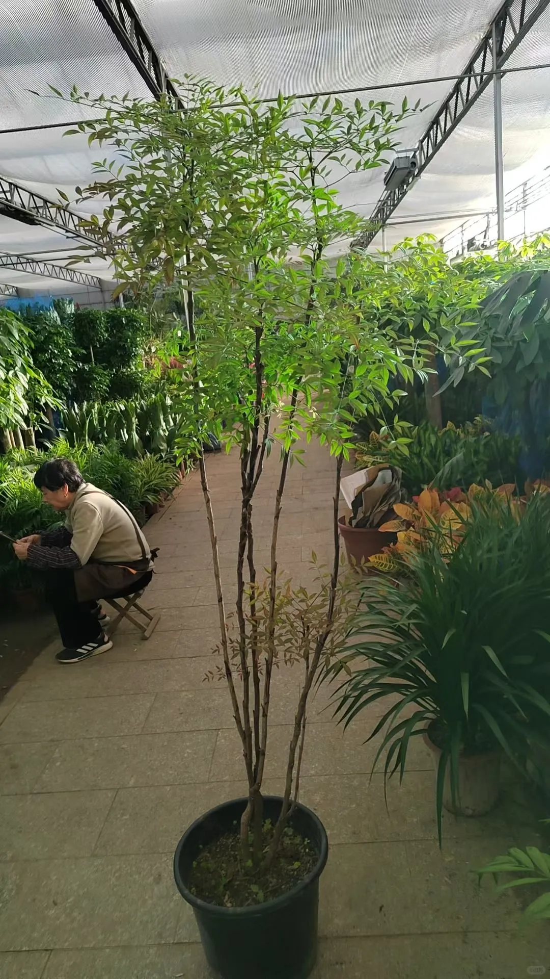 北京绿植租赁、绿植造景、年宵花、蝴蝶兰