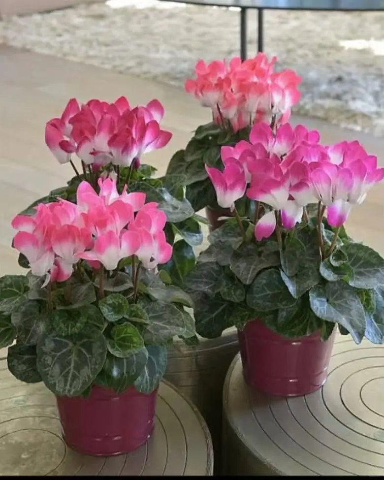 仙客来荷花系列~