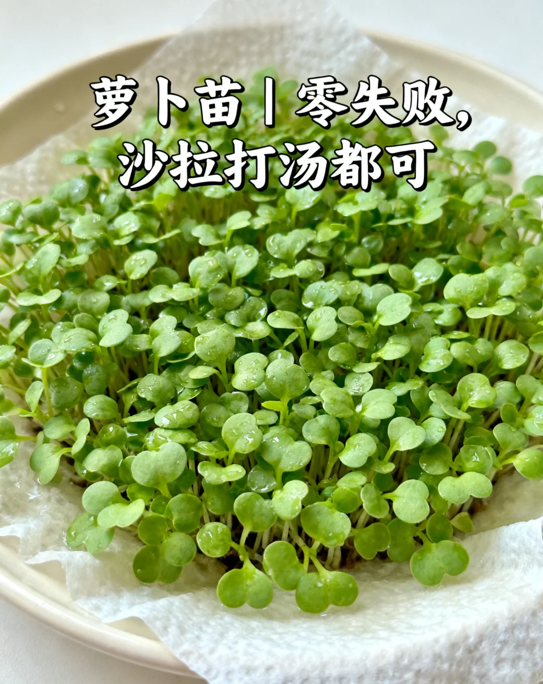 山东11月种菜清单｜14种耐寒菜！新手闭眼冲?