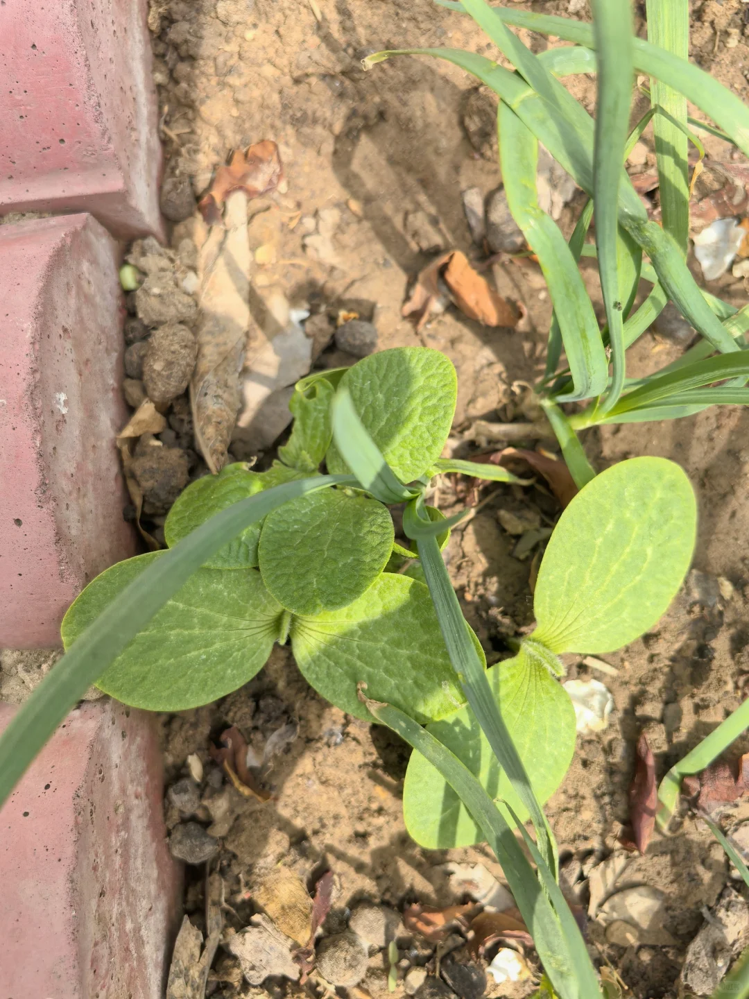地里不断冒出野苗，怎么办？