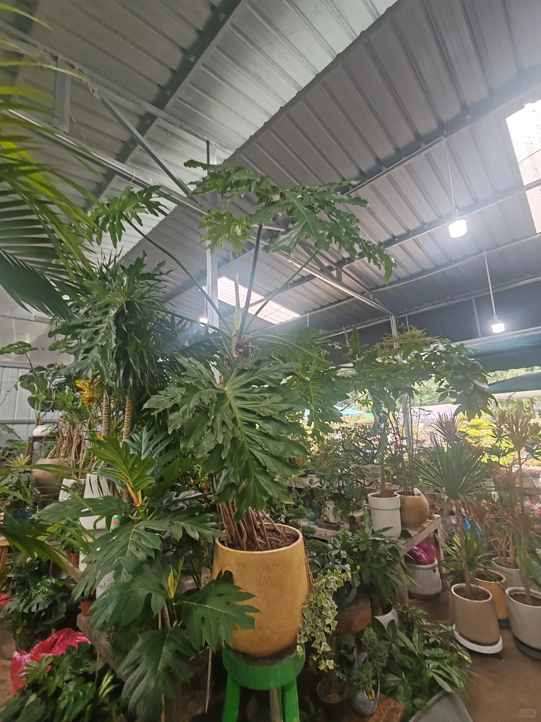 绿植