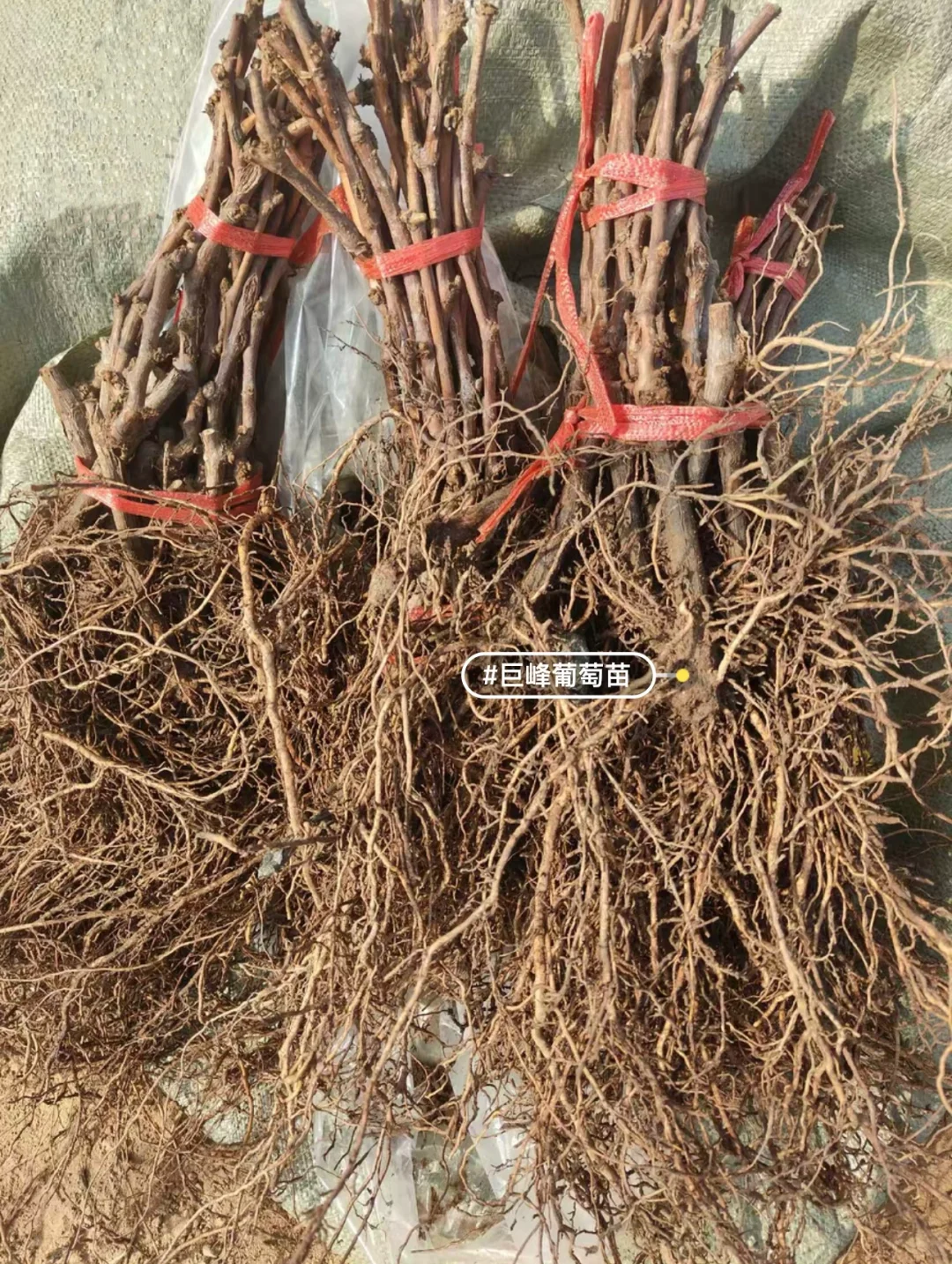 要巨峰葡萄苗子的家人，在哪里？