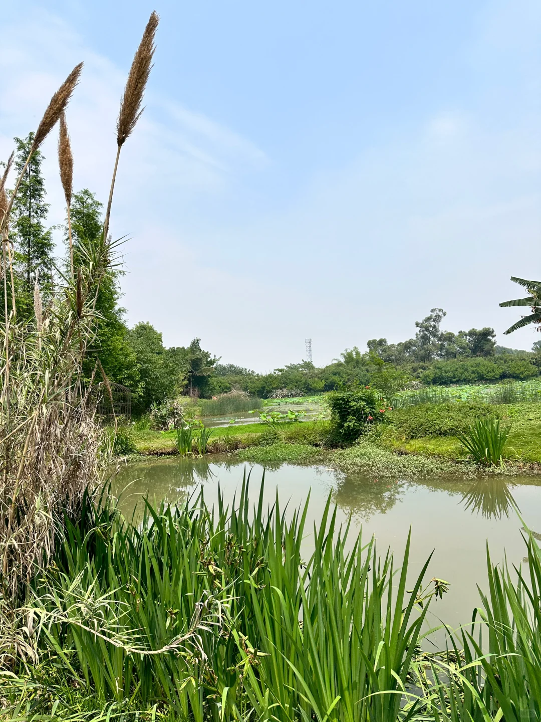 认养农业➕智慧农场，躺赚商业模式