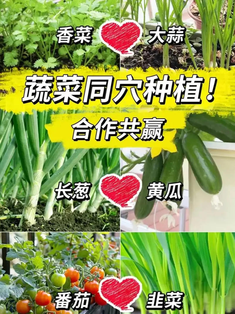 快收好10张蔬菜套种图随时备用种好蔬菜