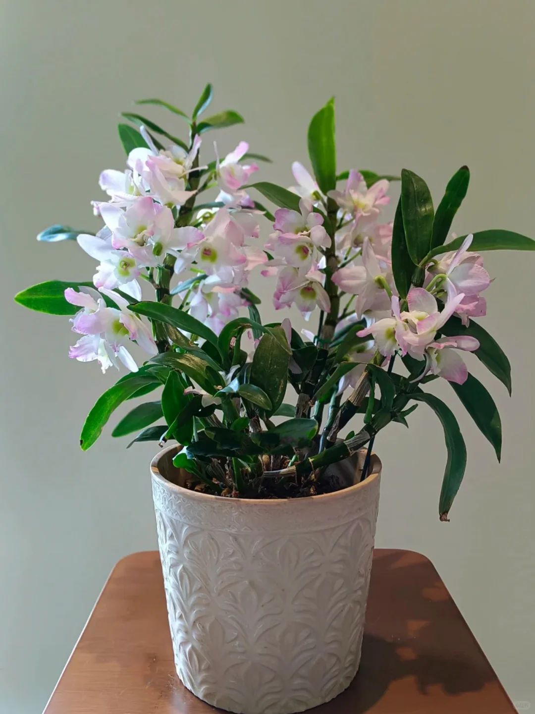花花盆栽~观花