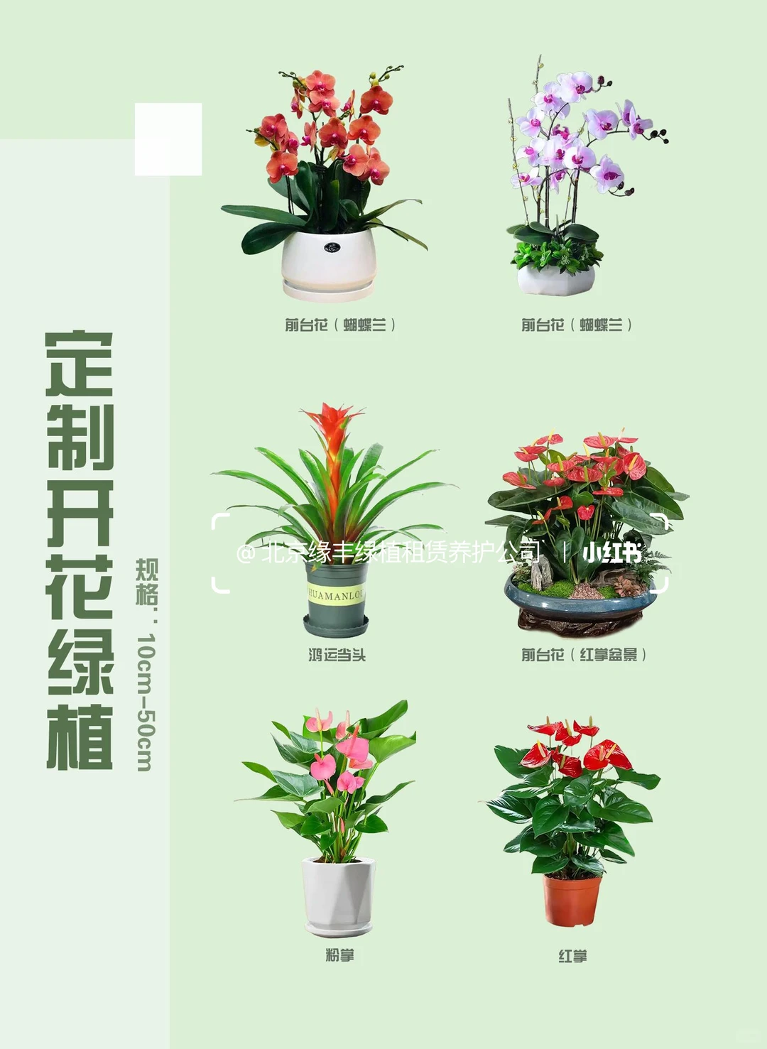 北京｜绿植租赁养护一站式服务｜套餐模式