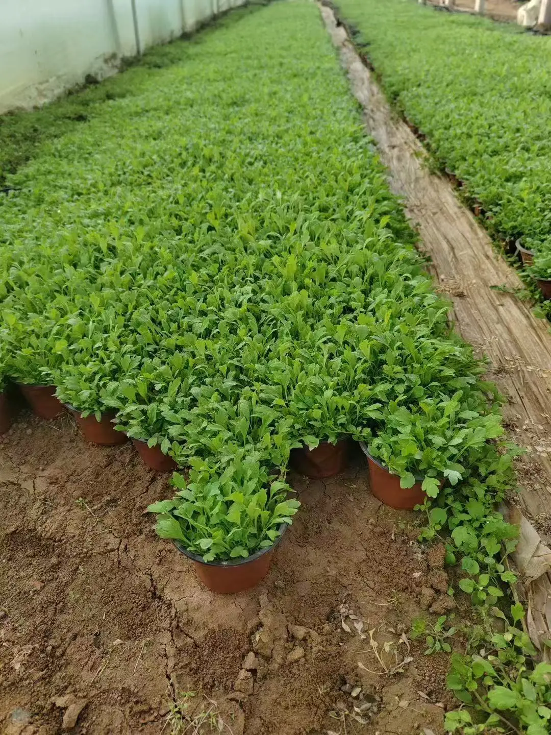 工程苗适合有花园要地栽的花友