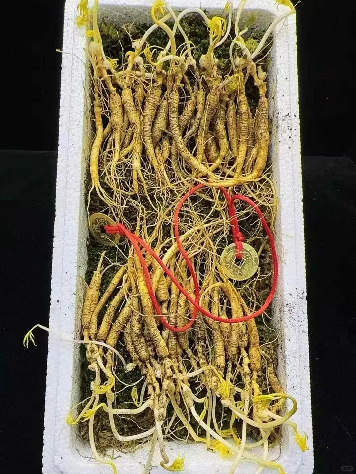 【林下野籽货】